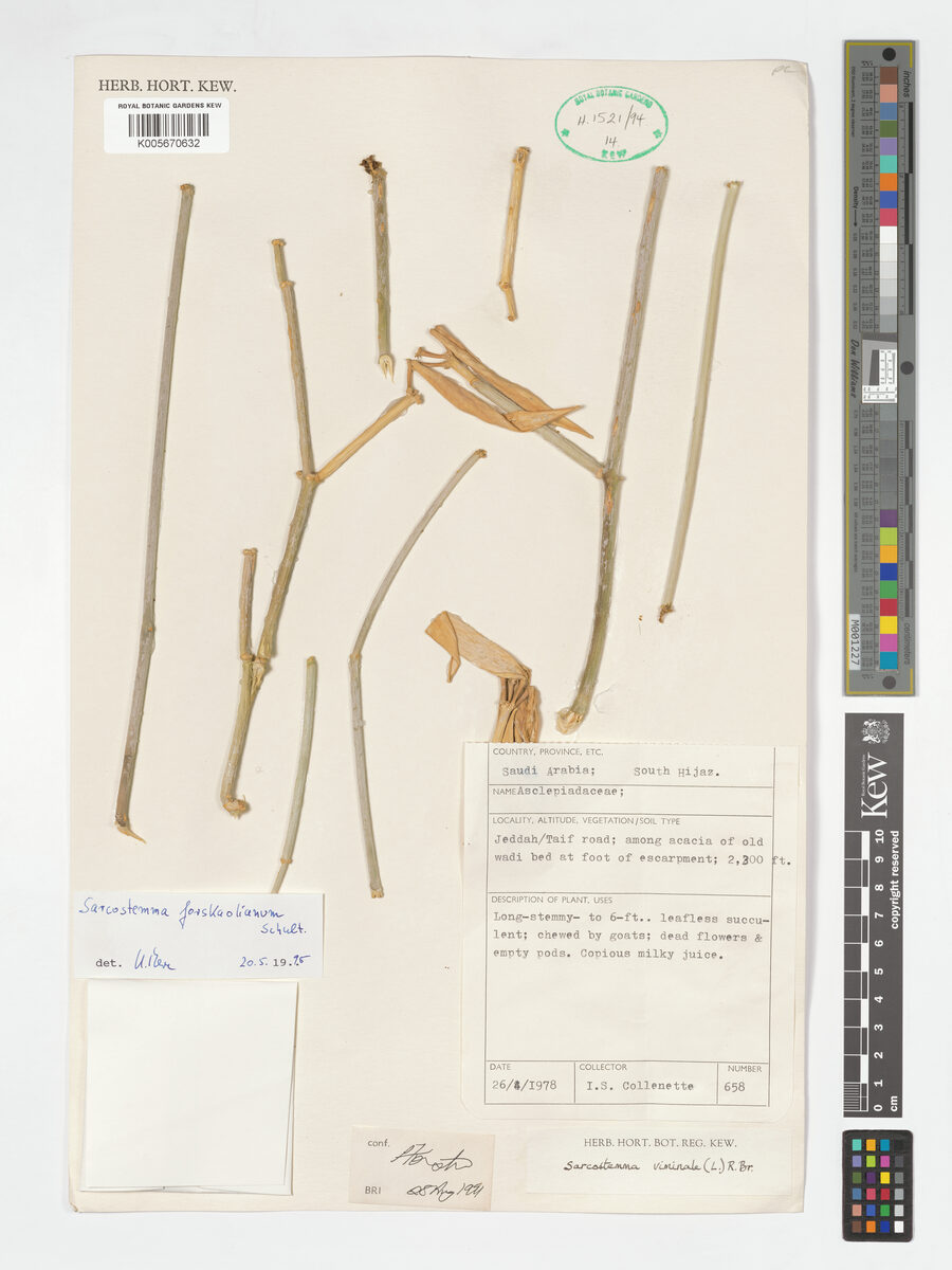 Cynanchum forskaolianum — photo