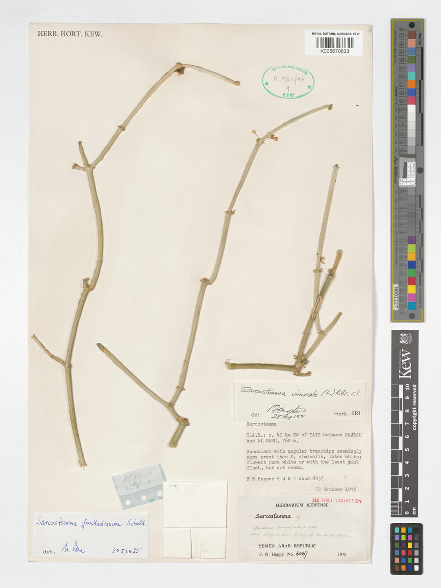 Cynanchum forskaolianum — photo