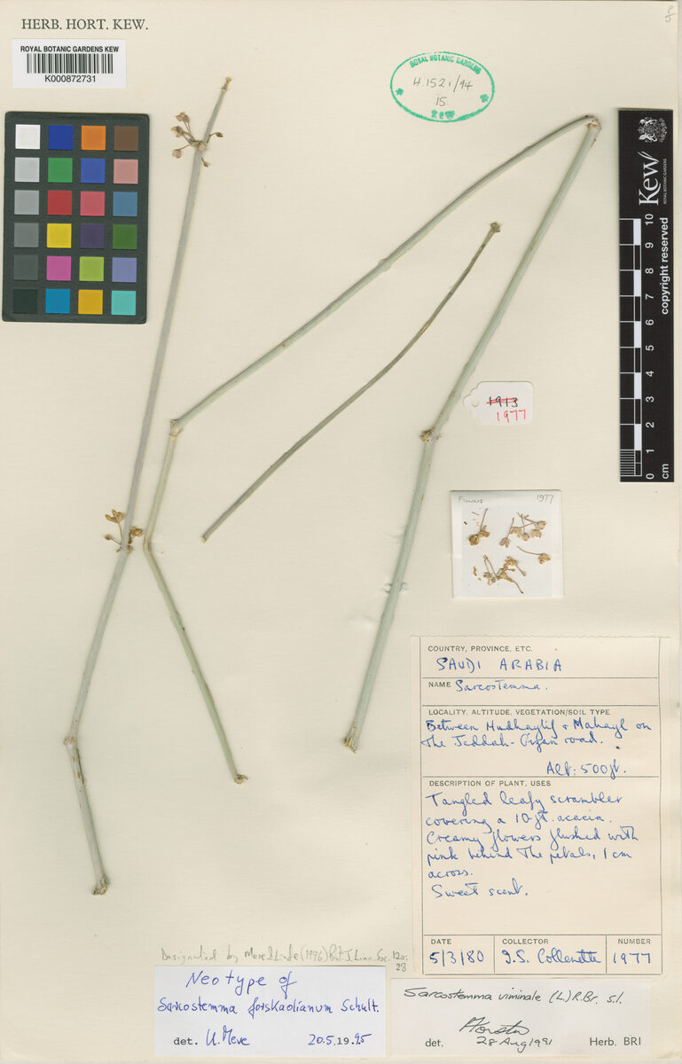 Cynanchum forskaolianum