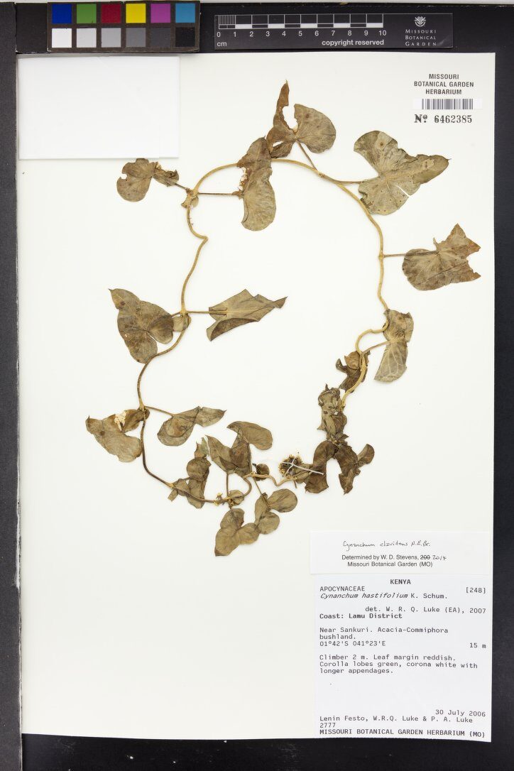 Cynanchum hastifolium