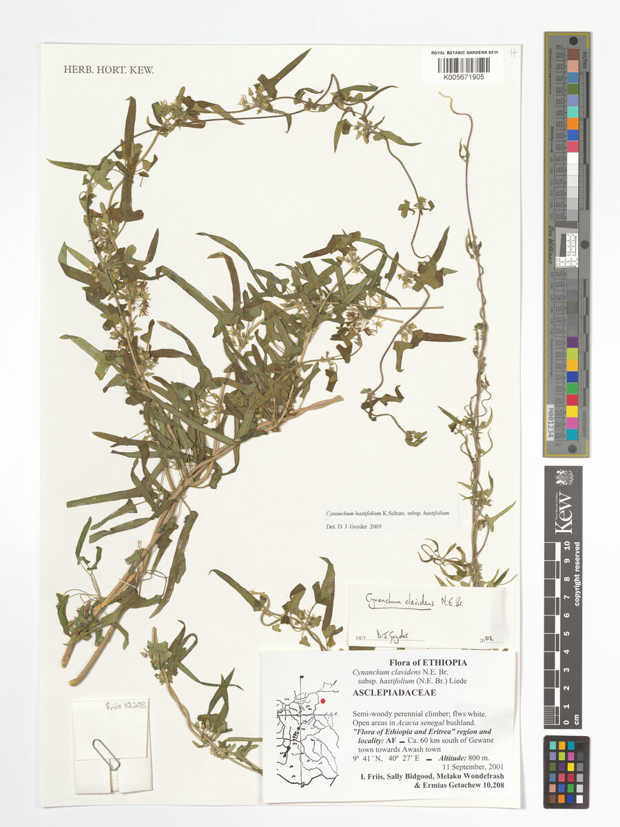Cynanchum hastifolium — photo