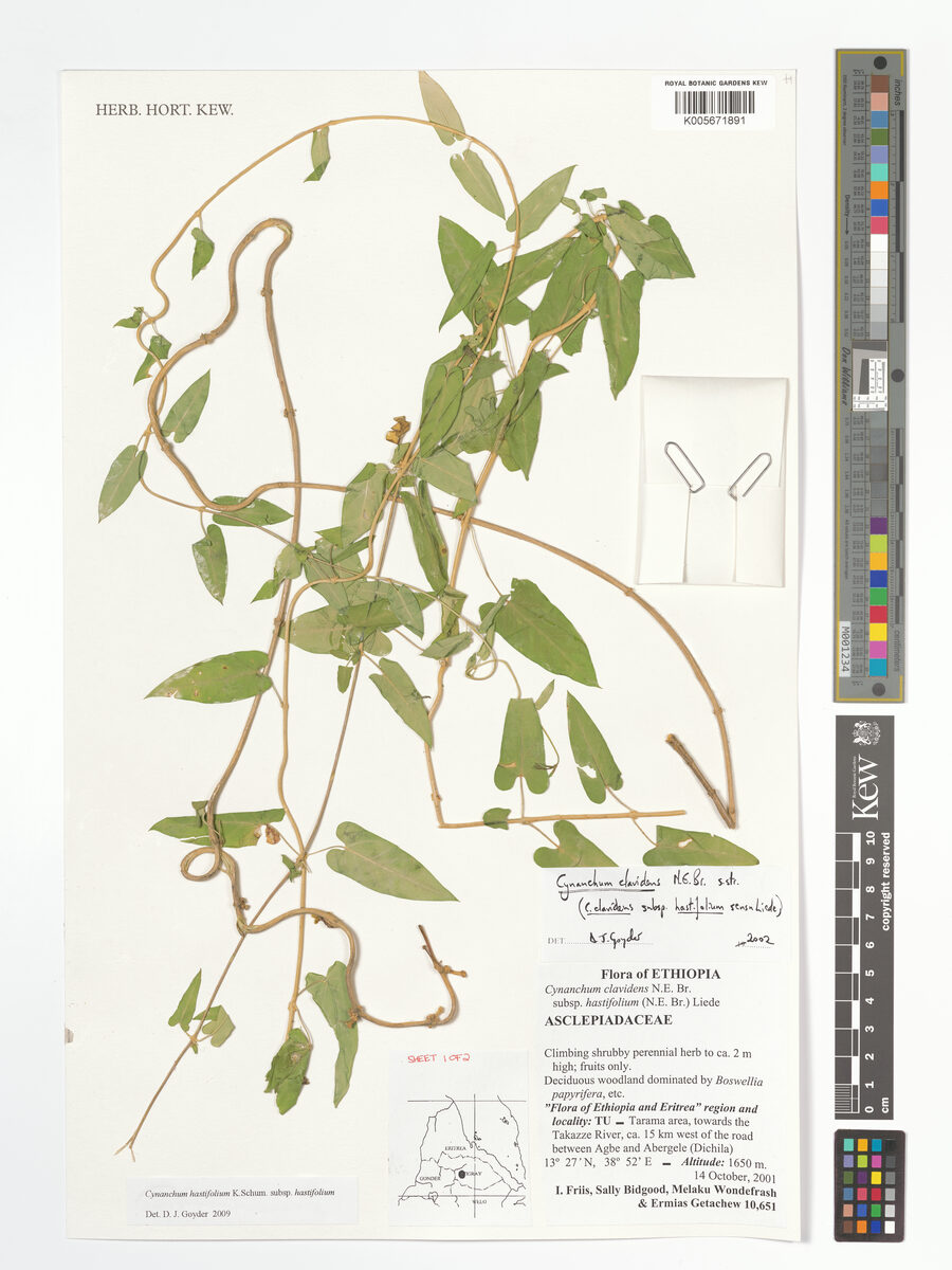 Cynanchum hastifolium subsp. hastifolium