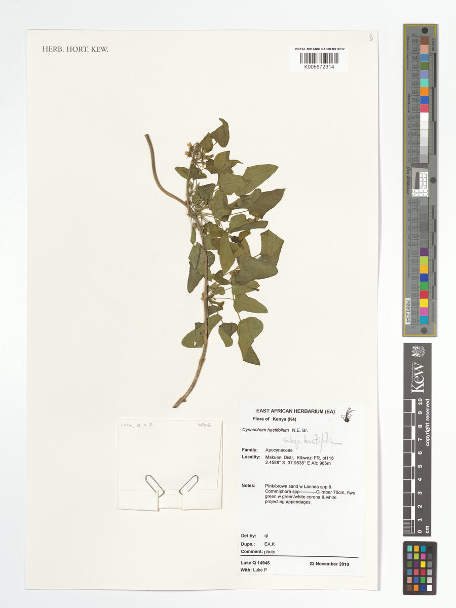 Cynanchum hastifolium — photo