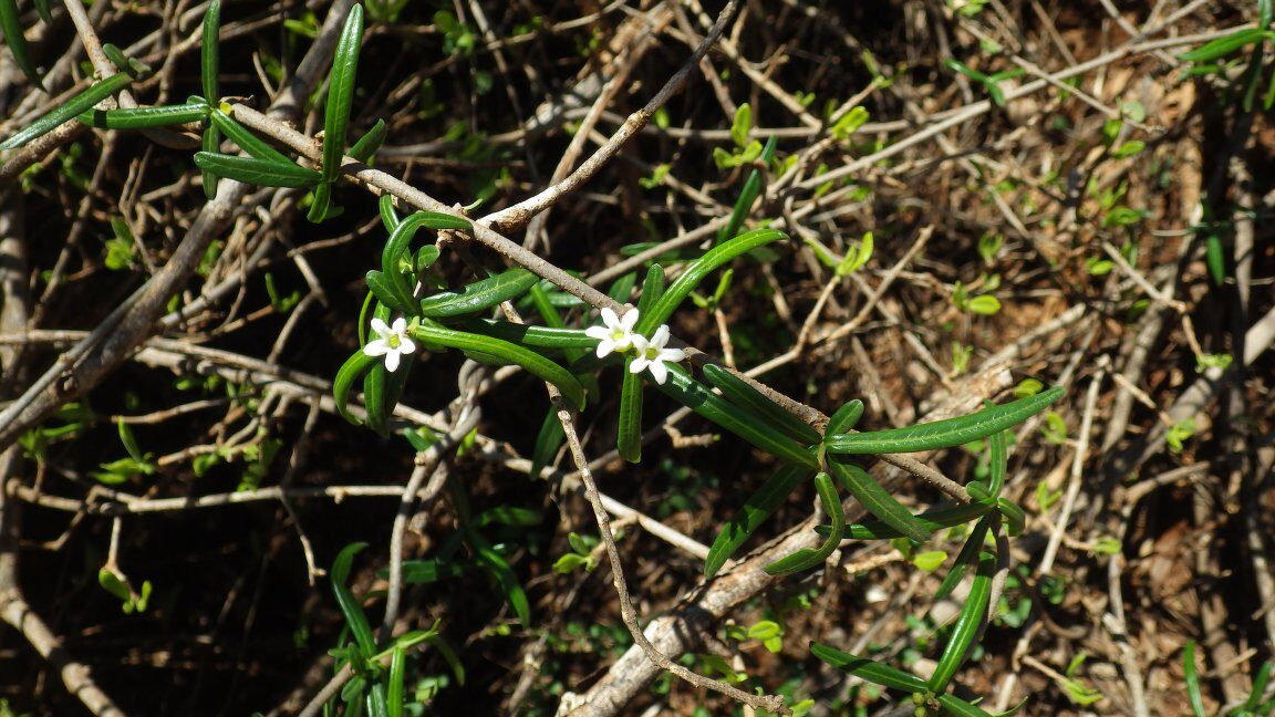 Cynanchum lineare — photo