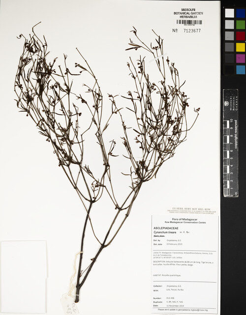 Cynanchum lineare — photo