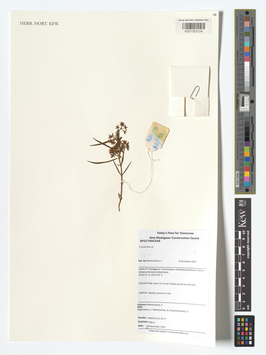 Cynanchum lineare