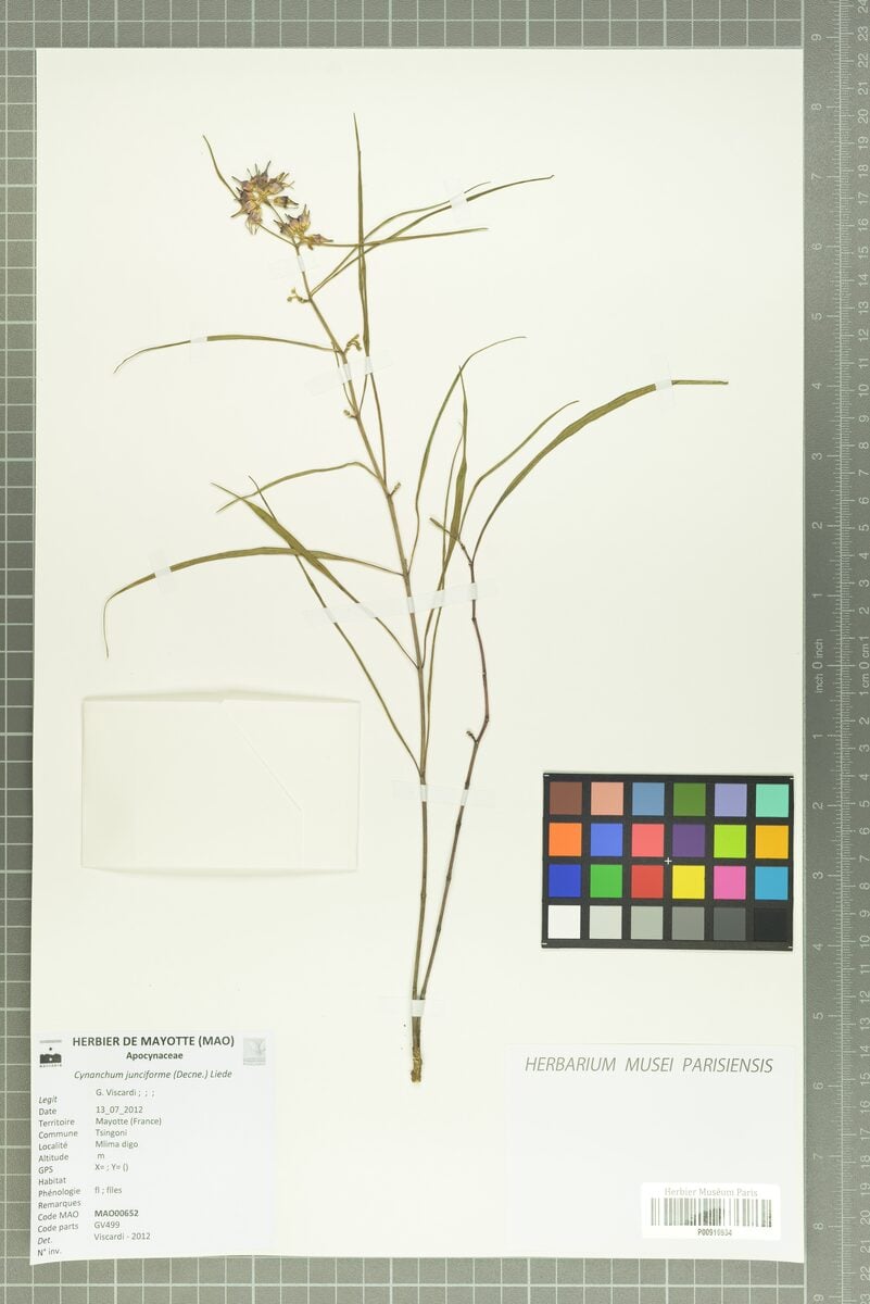 Cynanchum sessiliflorum — photo