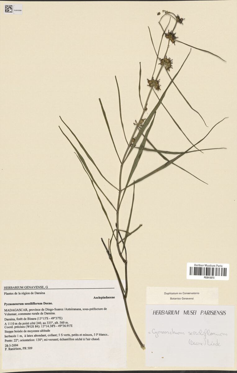 Cynanchum sessiliflorum — photo