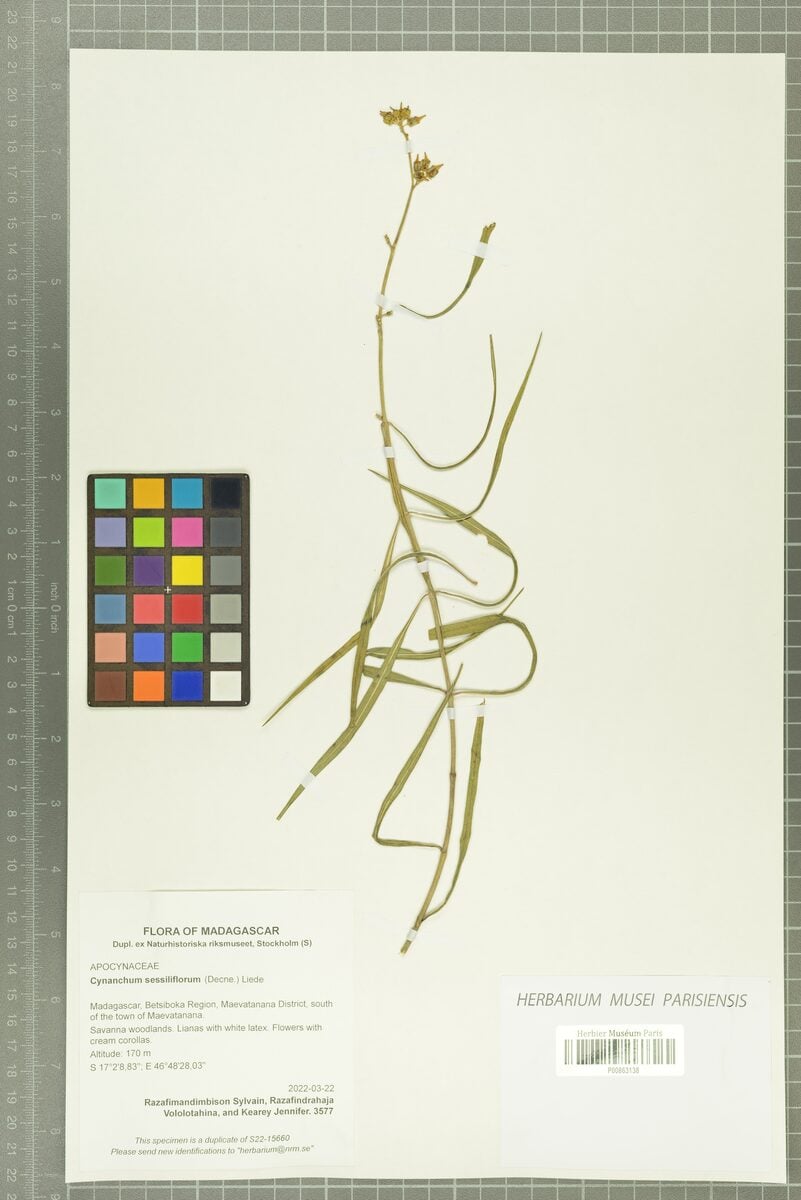 Cynanchum sessiliflorum