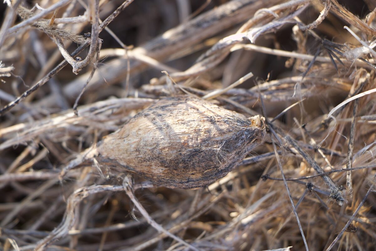 Cynanchum sibiricum - (L.)R.Br. — photo