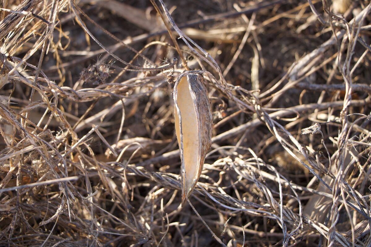 Cynanchum sibiricum - (L.)R.Br.