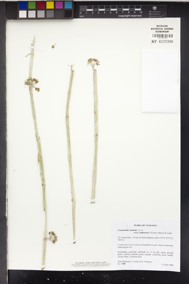 Cynanchum viminale subsp. stipitaceum — photo