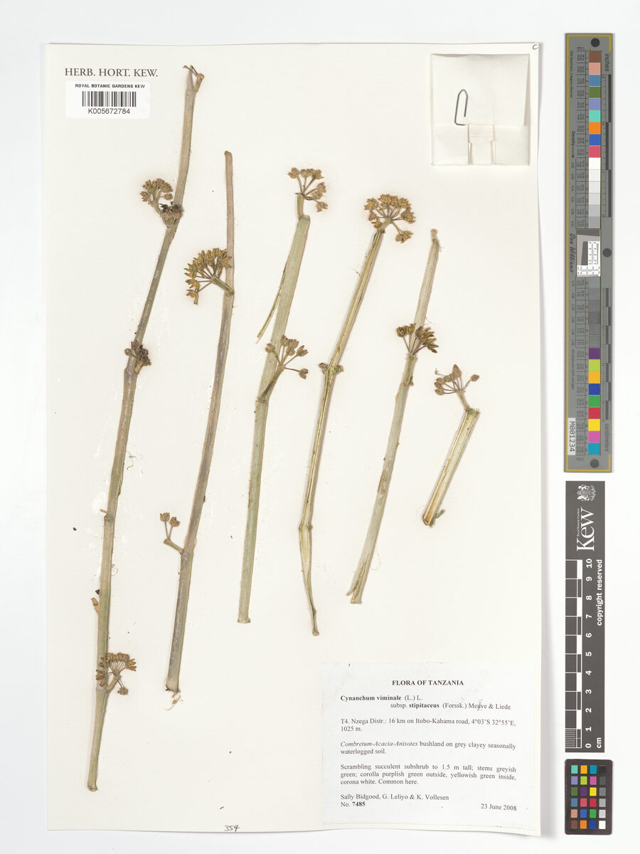 Cynanchum viminale subsp. stipitaceum — photo