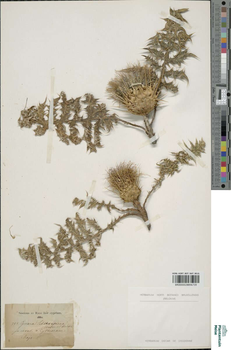Cynara sibthorpiana