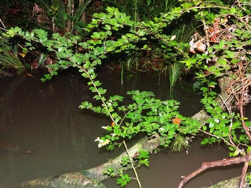 Cynometra bauhiniifolia (Bauhinia leaf cynometra) — photo
