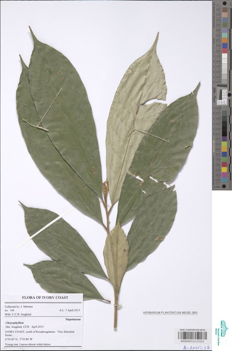 Cynometra megalophylla — photo