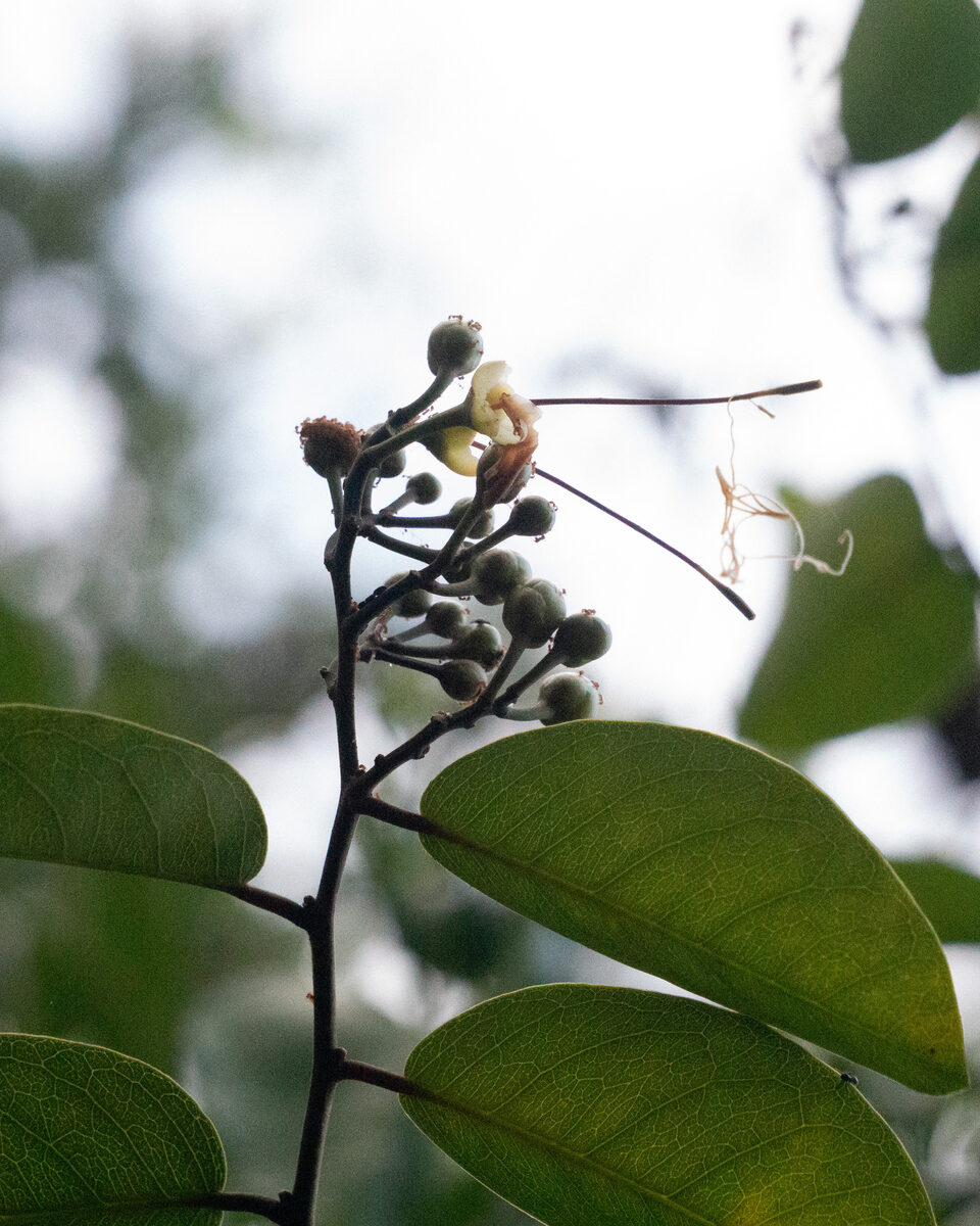 Cynophalla sp. (Guaringa) — photo
