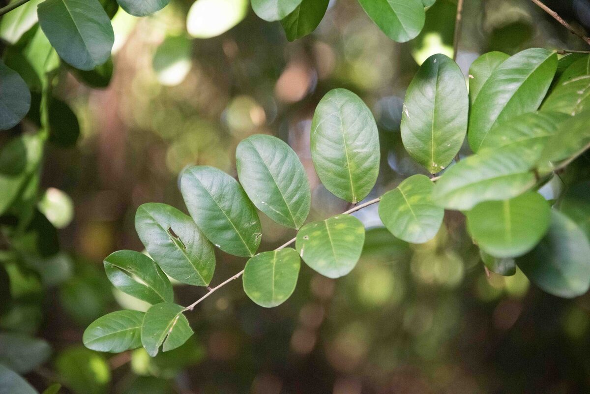 Cynophalla sp. (Guaringa) — photo