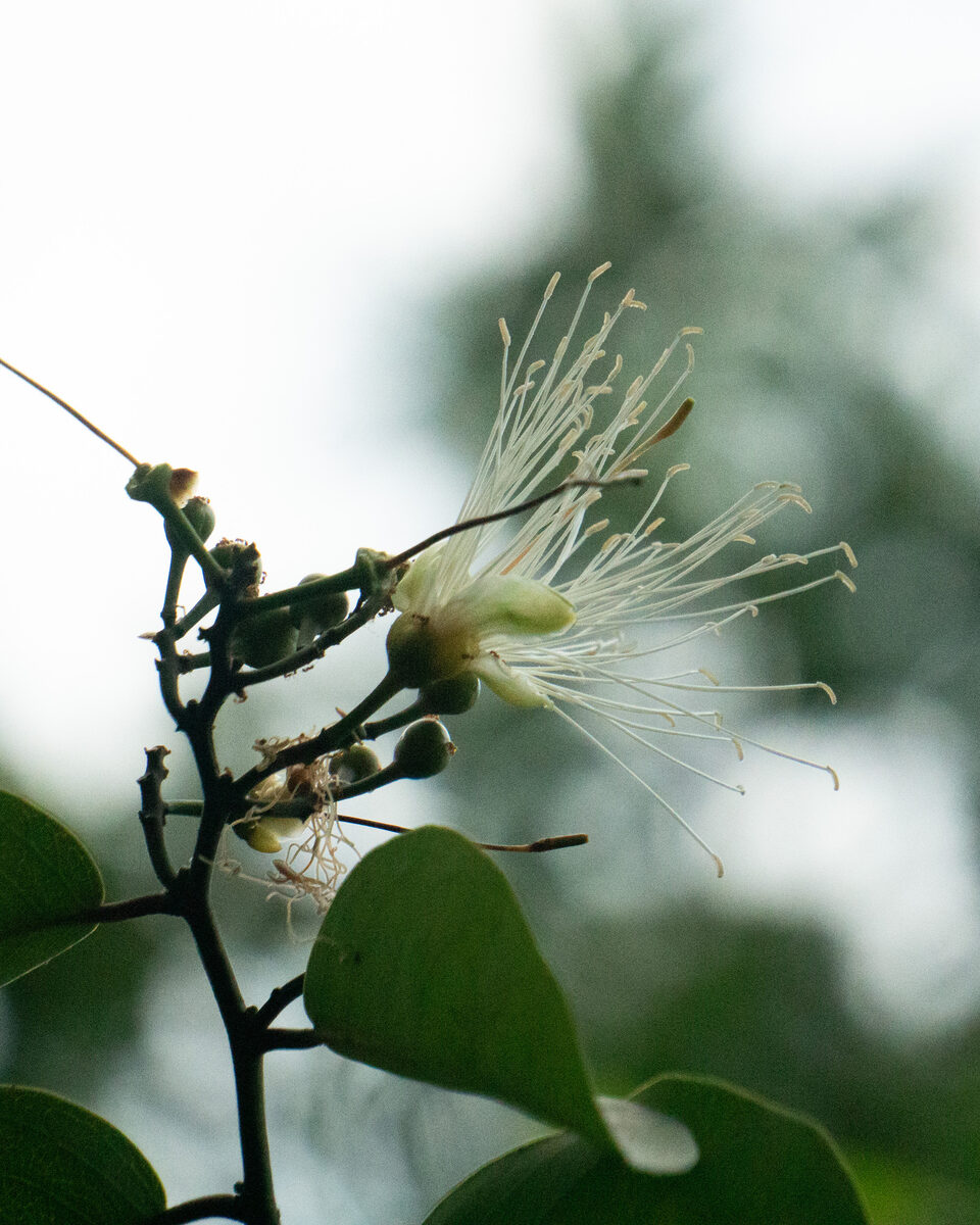 Cynophalla sp.