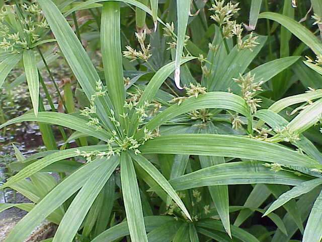 Cyperus alternifolius (Chesa) — photo