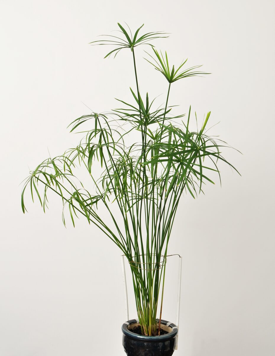 Cyperus alternifolius (Chesa) — photo