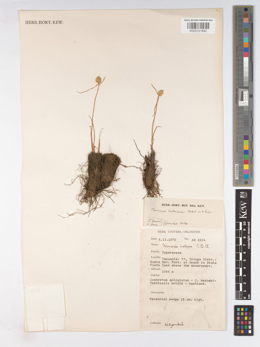 Cyperus bulbocaulis — photo