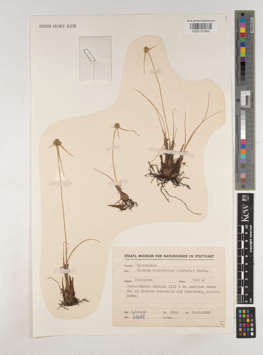 Cyperus bulbocaulis — photo