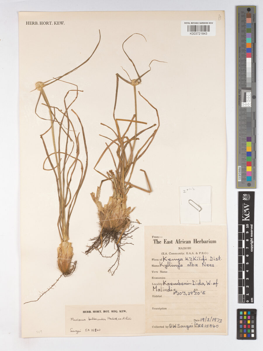 Cyperus bulbocaulis