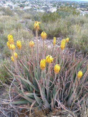 Cyperus diffusus (Ilat) — photo