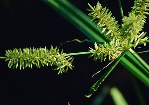 Cyperus erythrorhizos (Redroot Flatsedge) — photo