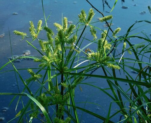 Cyperus erythrorhizos (Redroot Flatsedge) — photo