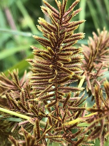 Cyperus erythrorhizos