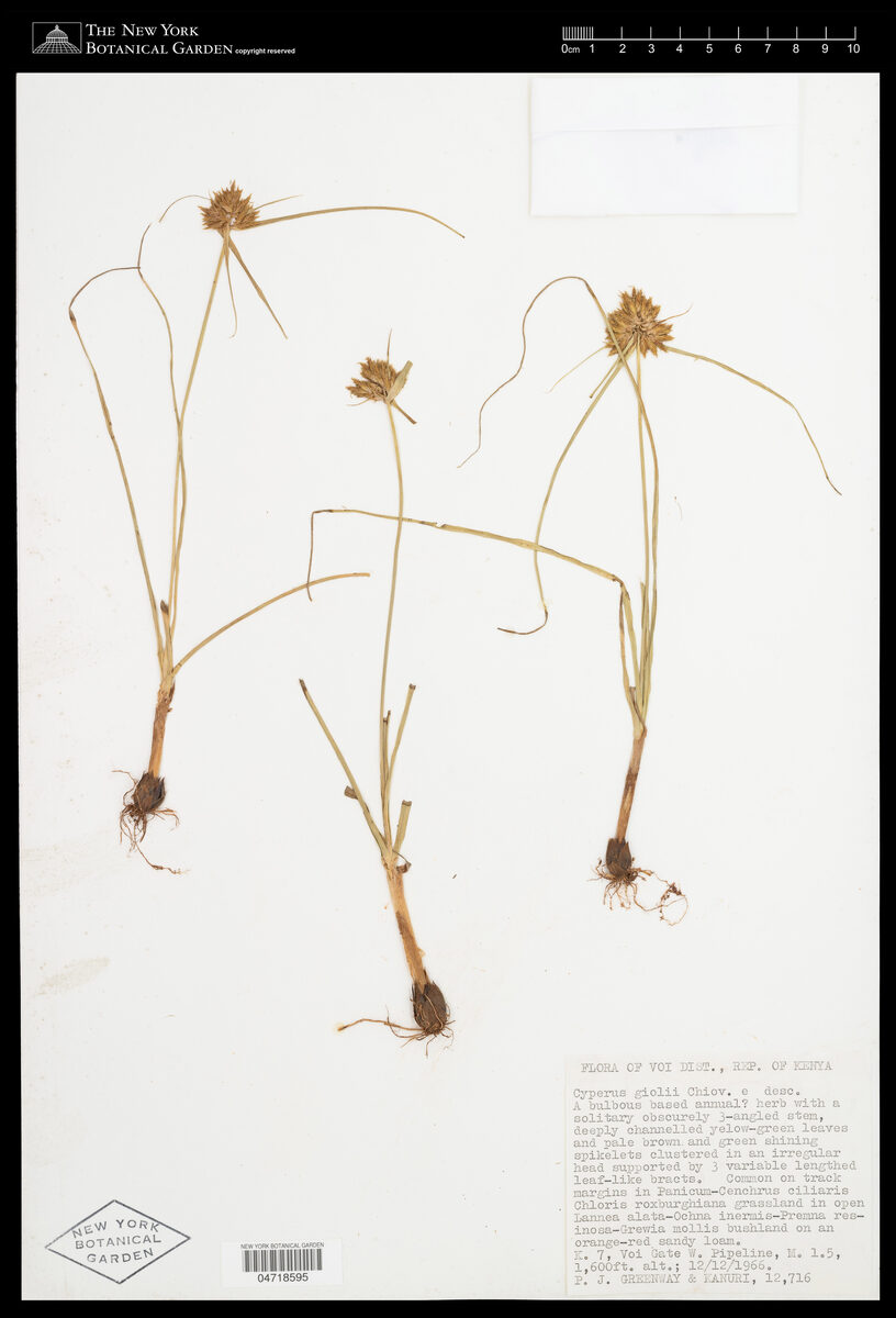 Cyperus giolii — photo