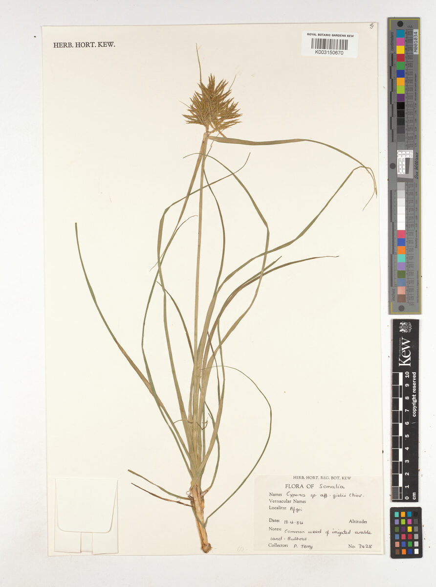 Cyperus giolii