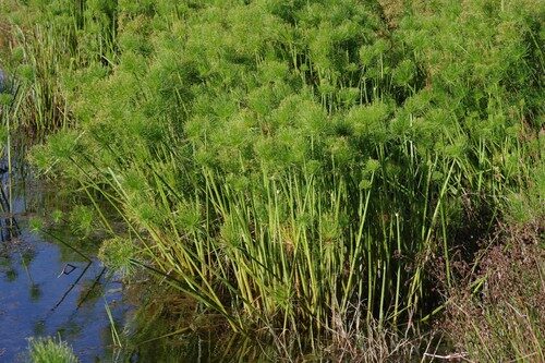 Cyperus haspan (Dwarf papyrus) — photo