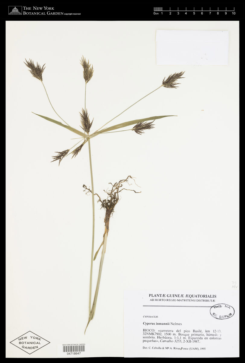 Cyperus koyaliensis — photo