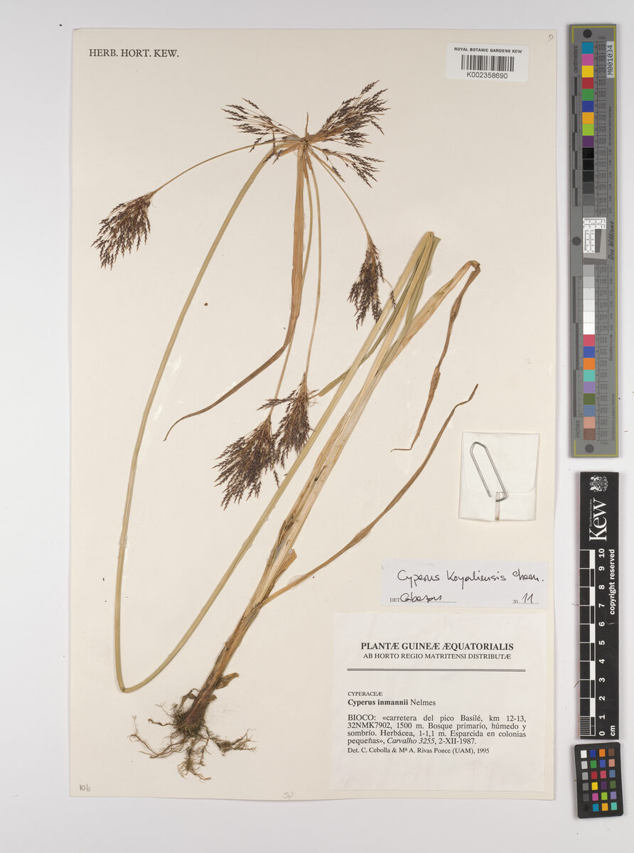 Cyperus koyaliensis — photo