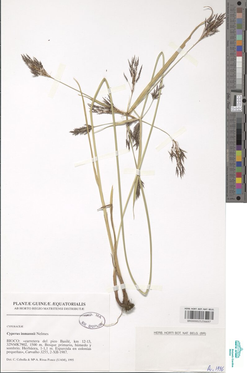 Cyperus koyaliensis
