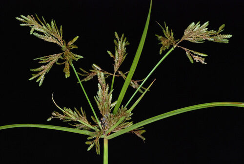 Cyperus longus (Galingale) — photo