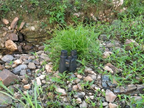 Cyperus metzii (Asian spikesedge) — photo