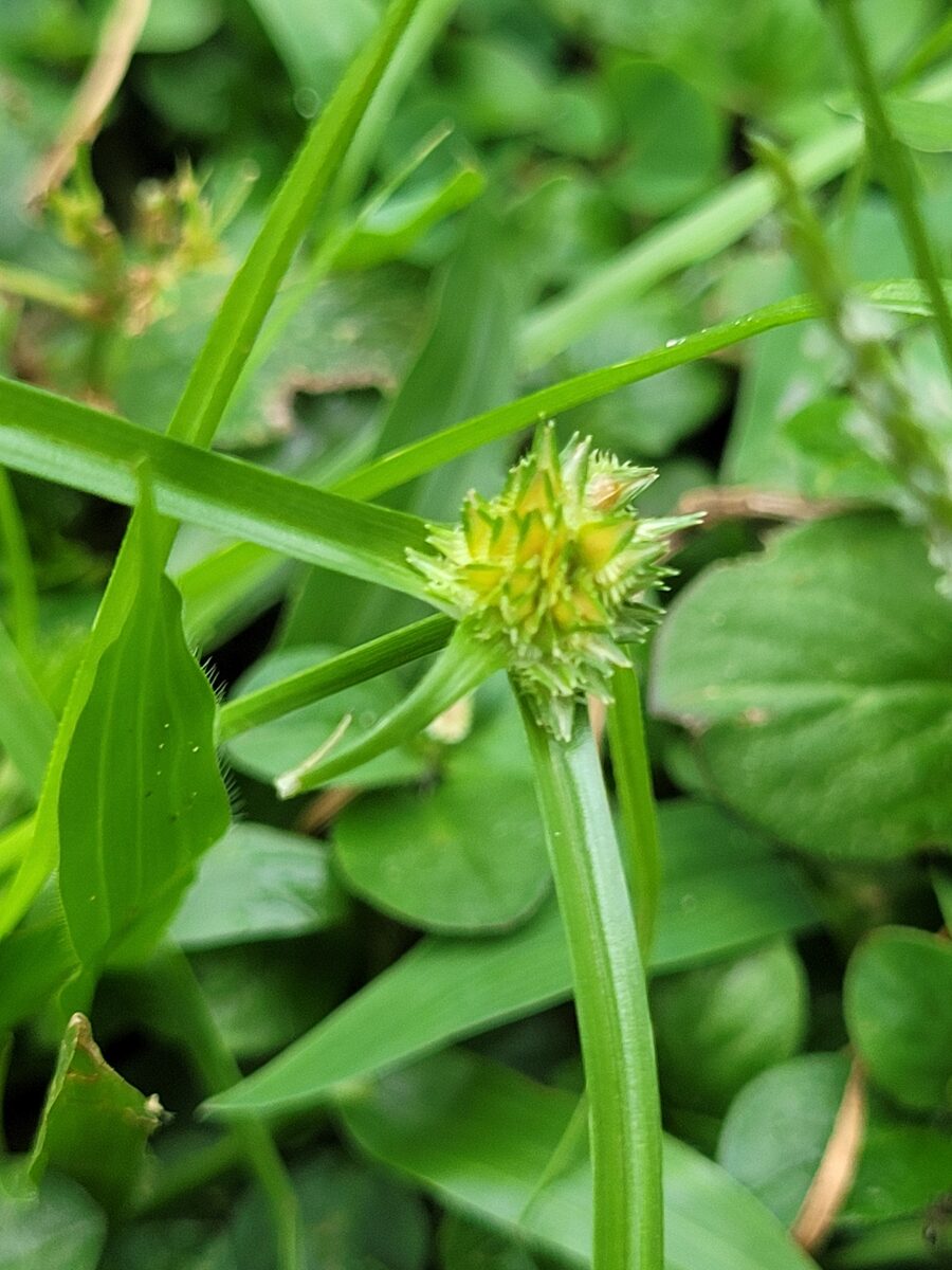 Cyperus metzii (Asian spikesedge) — photo