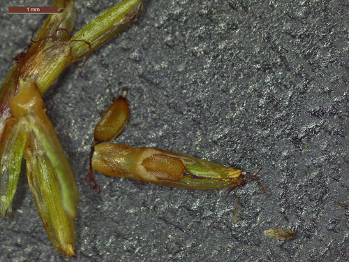 Cyperus odoratus (Fragrant or rusty flatsedge) — photo