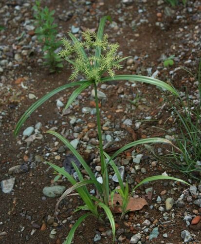 Cyperus odoratus (Fragrant or rusty flatsedge) — photo