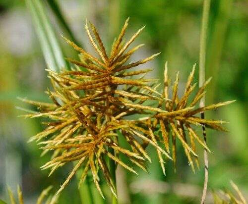 Cyperus odoratus