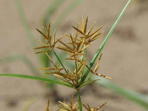 Cyperus rotundus (Nut Grass) — photo
