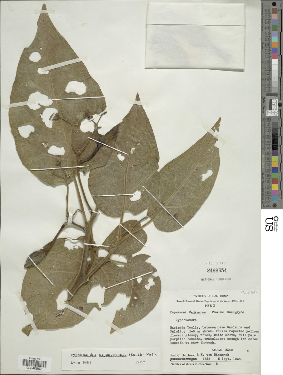 Cyphomandra cajanumensis