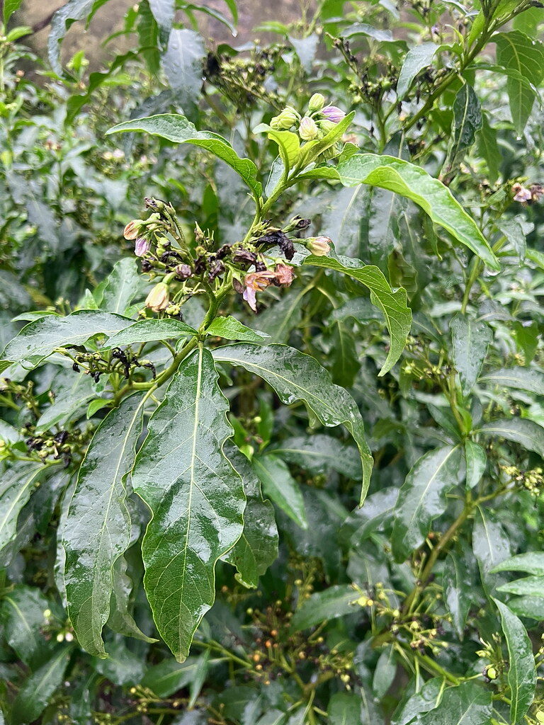 Cyphomandra fragrans - (Hook.)Sendtn. — photo