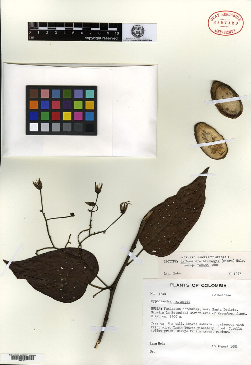 Cyphomandra hartwegii subsp. ramosa — photo
