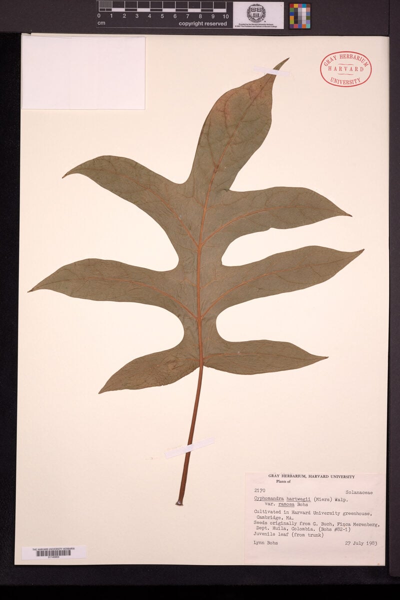 Cyphomandra hartwegii subsp. ramosa