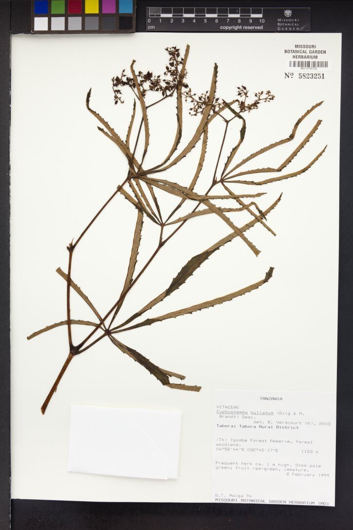 Cyphostemma bullatum (Wild vine) — photo